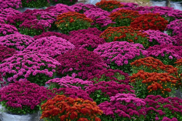 Découvrez auxidys.com : le guide ultime pour une gestion efficace des nuisibles